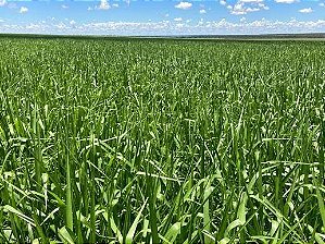 Semente de Capim Marandu (Braquiarão) – Brachiaria brizantha cv. Marandu