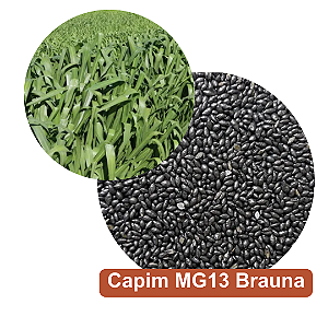 Semente de Capim Brizantha Brauna