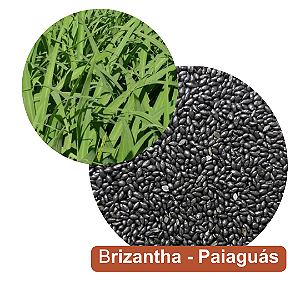 Semente de Capim Brizantha - Paiaguás