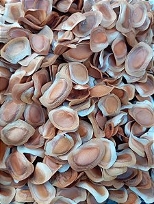 1.000 Sementes de Mogno Africano - Original Plantio