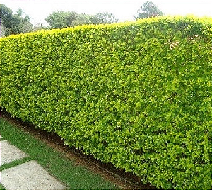 500 Sementes de Limãozinho Bravo – Cerca Viva (Swinglea glutinosa) 50gr