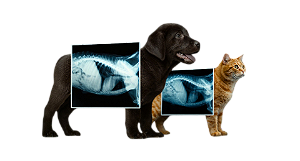 IMERSÃO PRESENCIAL EM TÉCNICA E POSICIONAMENTOS RADIOGRAFICOS EM CÃES E GATOS