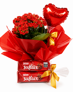 Kalanchoe Para Presente