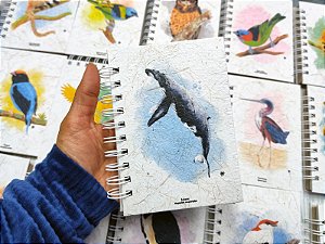 Caderneta - Baleia Jubarte