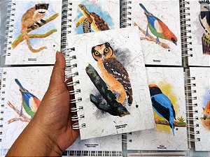 Caderneta - Caburé-canelado