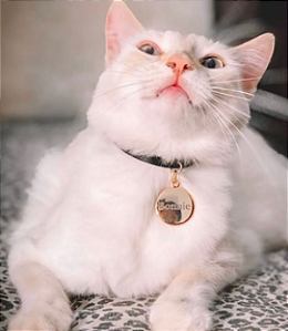 COLEIRA PARA PETS EM COURO COM PERSONALIZAÇÃO DO NOME