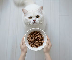 Carne - Gatos (1 porção)