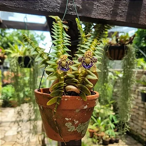 Dichaea Pendula