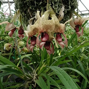 Stanhopea Insignis