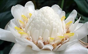 Bastão do Imperador Branco