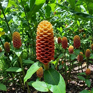 Gengibre Ornamental - Zingiber Spectabile