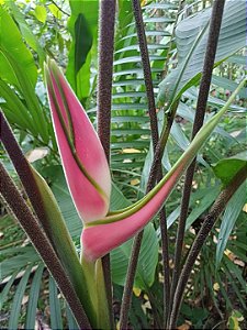 helicônia Eden pink