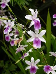 Miltonia Regnellii