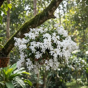 Coelogyne Cristata Alba