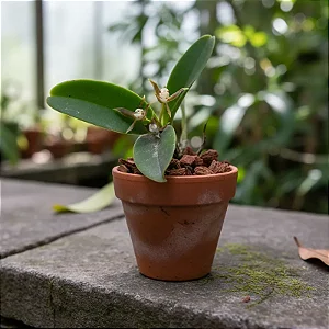 Prosthechea pygmaea