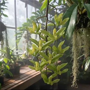 Cirrhaea Fuscolutea