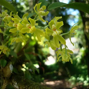 Gomesa recurva