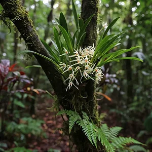 Maxillaria ochroleuca
