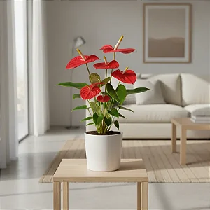 Antúrio Rubi - Anthurium andreanum