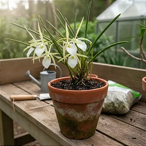 Brassavola Perrini