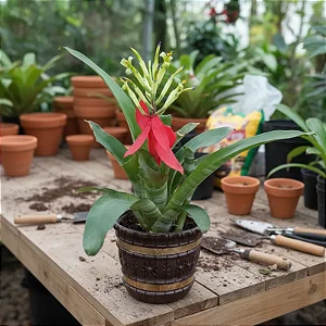 Billbergia porteana