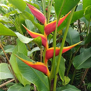 Helicônia stricta