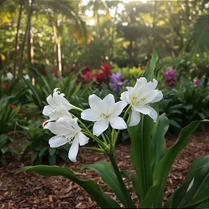 Crinum jagus