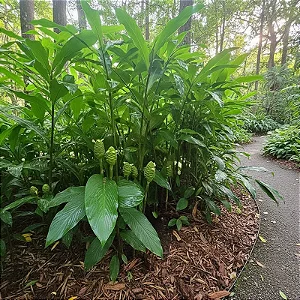 Zingiber officinale