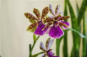 Orquídea Zigopetalum Adulta – Cores Variadas
