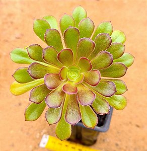 Aeonium arboreum v. atropurpureum