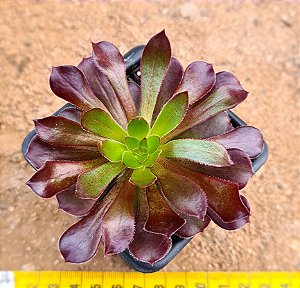 Aeonium arboreum v. atropurpureum