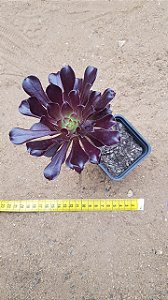 Aeonium arboreum v. atropurpureum