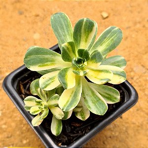 Aeonium castello-paivae variegata