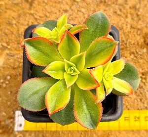 Aeonium kiwi