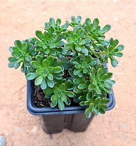 Aeonium sedifolium