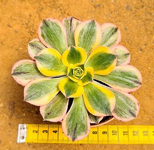 Aeonium sunburst