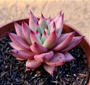 Echeveria agavoides celestia
