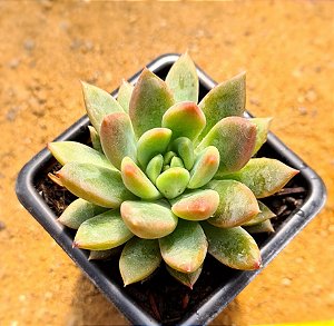 Echeveria alba aloha