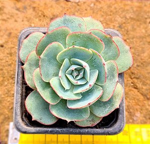 Echeveria amistar