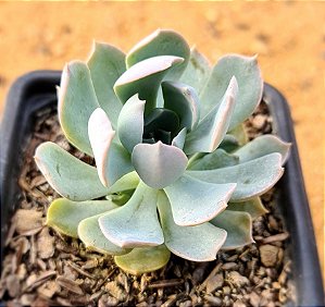 Echeveria angel