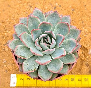 Echeveria apus