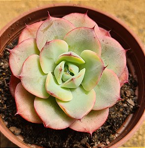 Echeveria Atlantis
