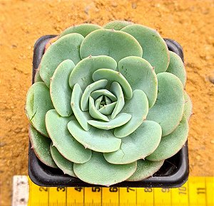 Echeveria Atlantis