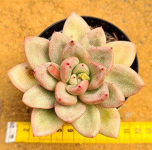 Echeveria avocado cream