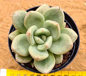 Echeveria avocado cream