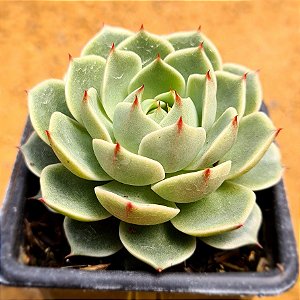 Echeveria ben badis