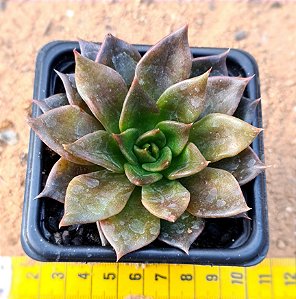 Echeveria black prince
