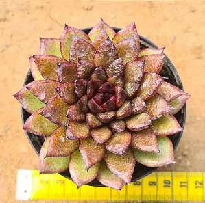 Echeveria black rose