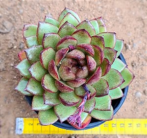 Echeveria black rose