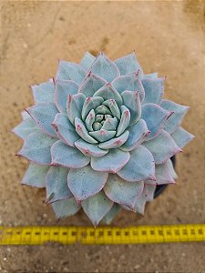 Echeveria blue bird